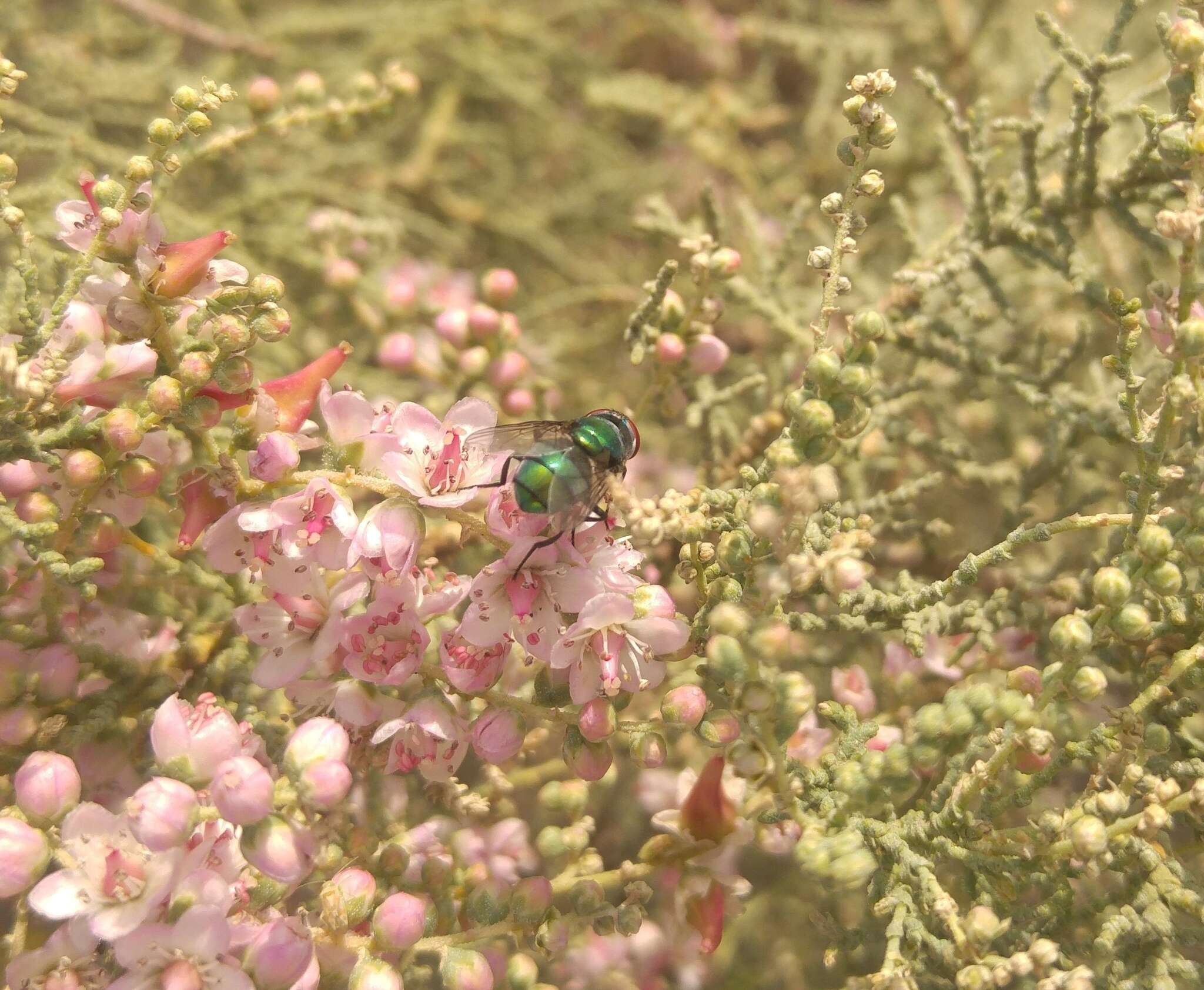 Image of Tamarix pycnocarpa DC.