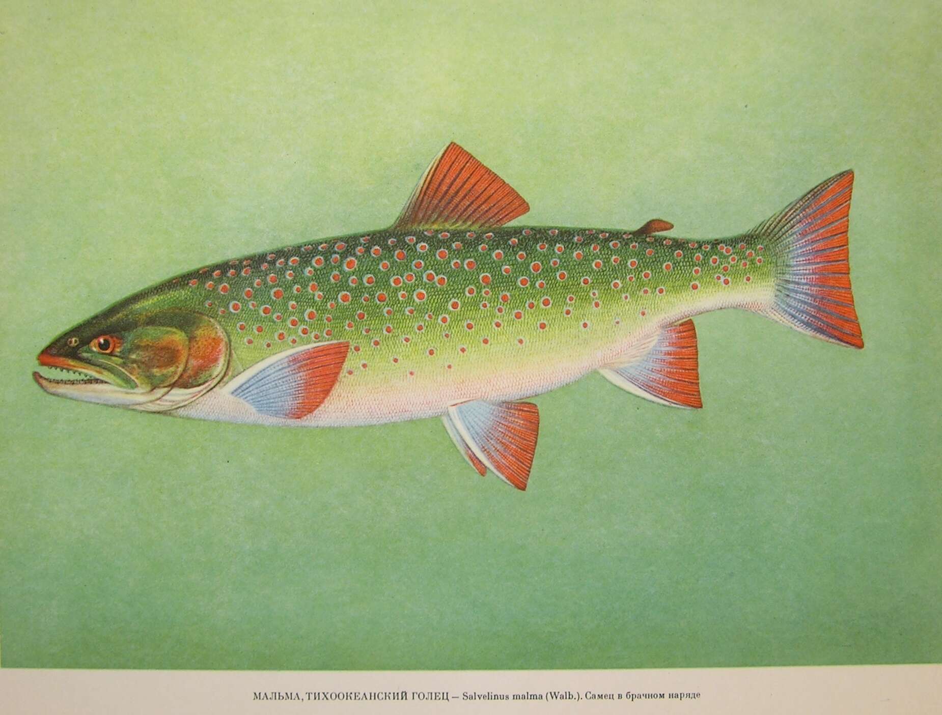 Image of Dolly Varden