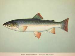 Image of Dolly Varden