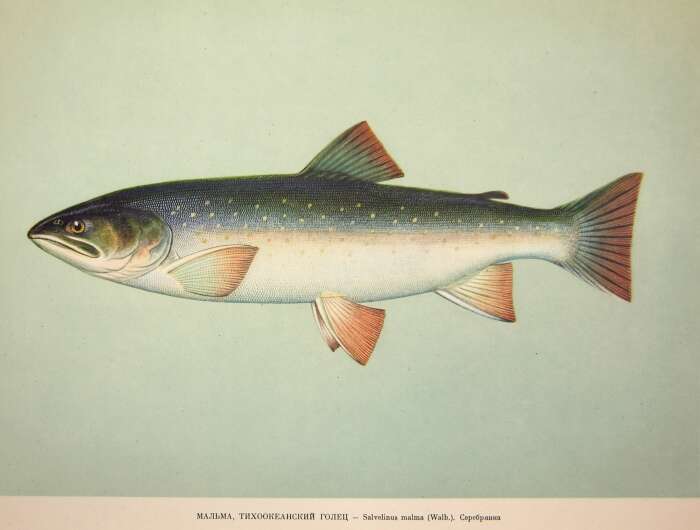 Image of Dolly Varden