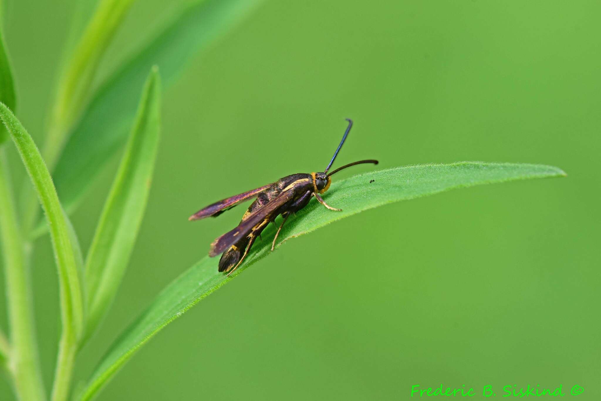 Image of The Boneset Borer