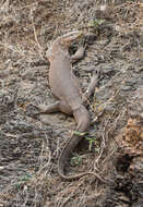 Image of Bengal Monitor Lizard