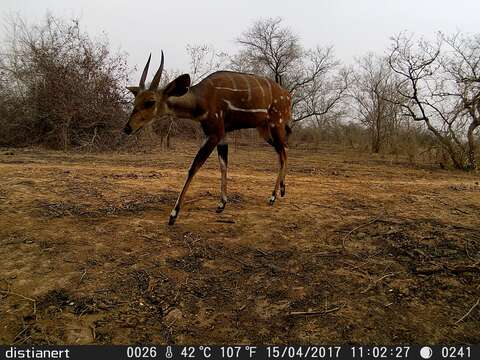 Image of Bushbuck