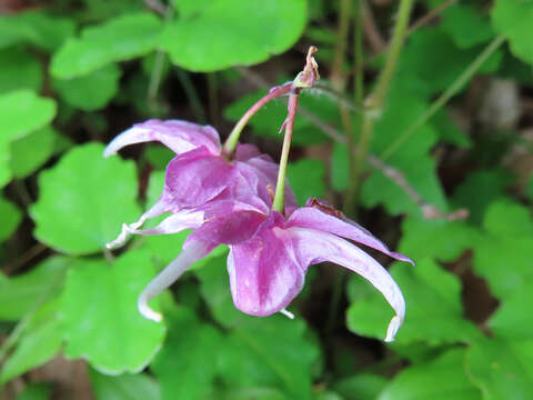 Image of <i>Epimedium grandiflorum</i> var. <i>thunbergianum</i>