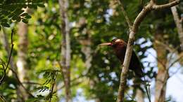 Image of White-eared Jacamar