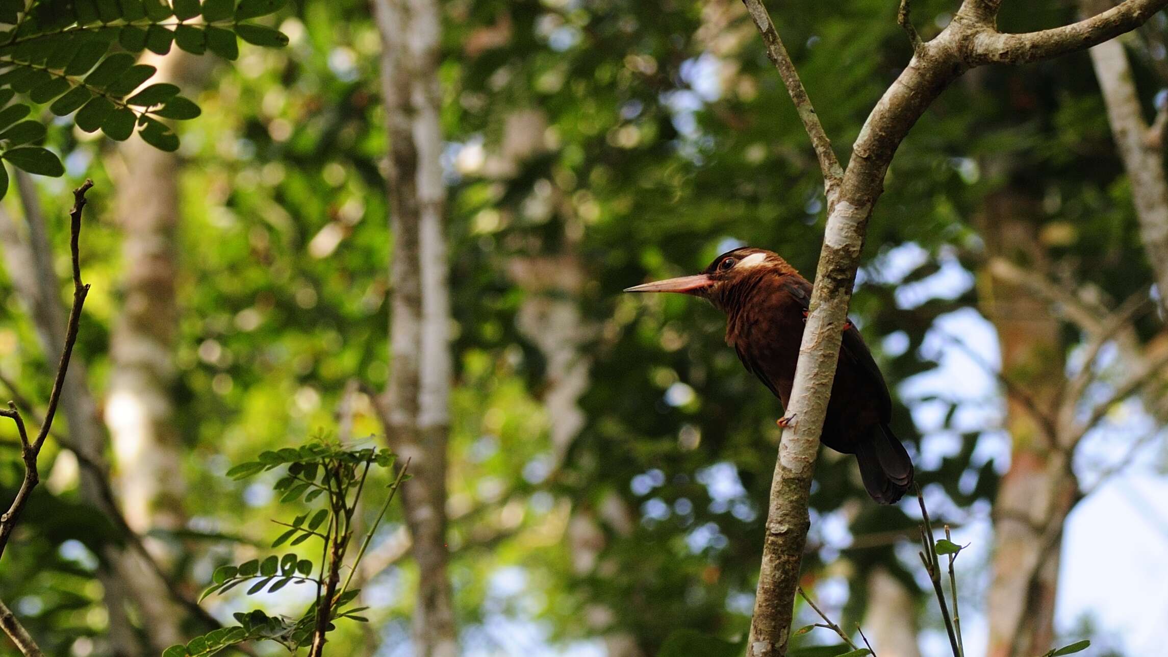 Image of White-eared Jacamar