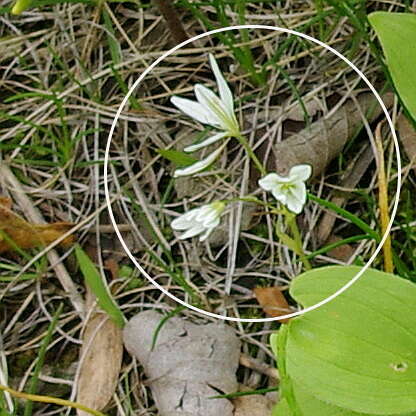 Image of Gagea triflora (Ledeb.) Schult. & Schult. fil.