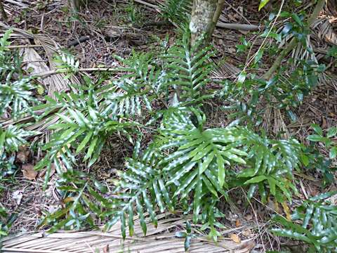 Phymatosorus pustulatus subsp. howensis Tindale & P. S. Green resmi