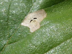 Image of Casebearer moth