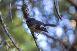 Image of New Zealand Tomtit