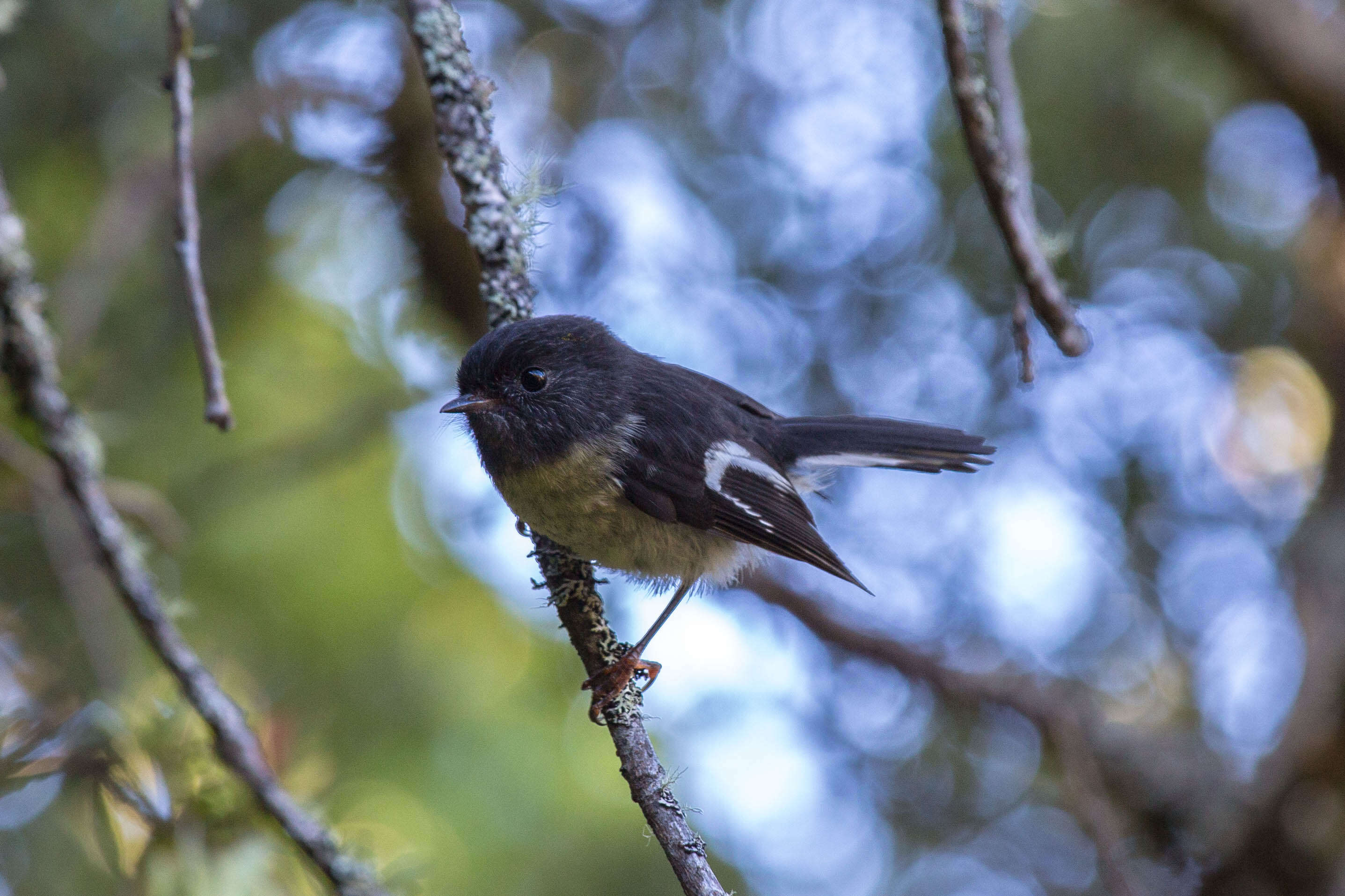 Image of New Zealand Tomtit