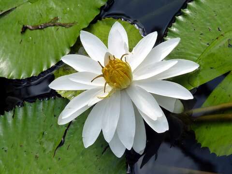 Image de Nymphaea nouchali var. pubescens (Willd.) Hook. fil. & Thoms.