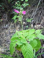 Image of Salvia chiapensis Fernald