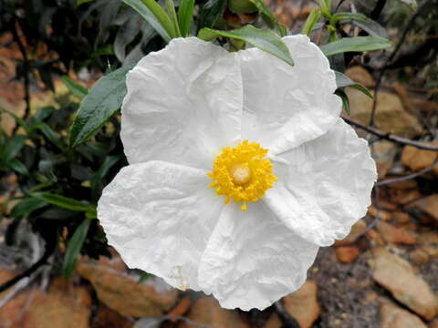 Image of common gum cistus