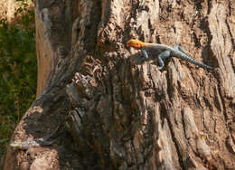 Image of Common agama