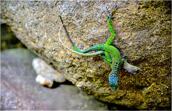 Image of Leopard Anole