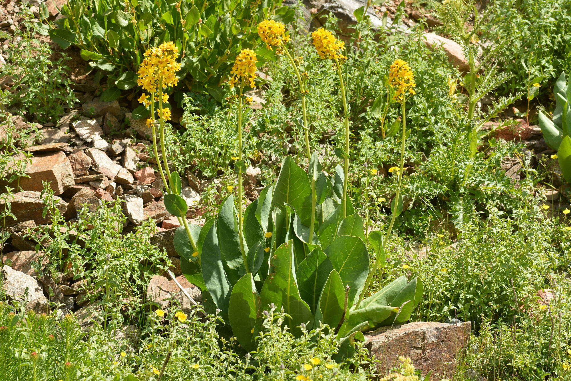 Image of Ligularia heterophylla Rupr.