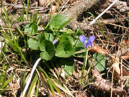 Image of common blue violet