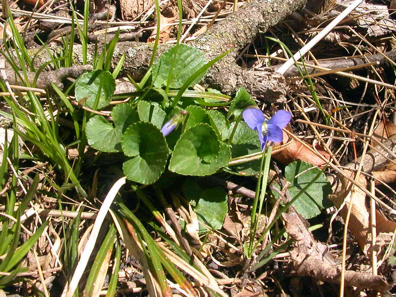 Image of common blue violet