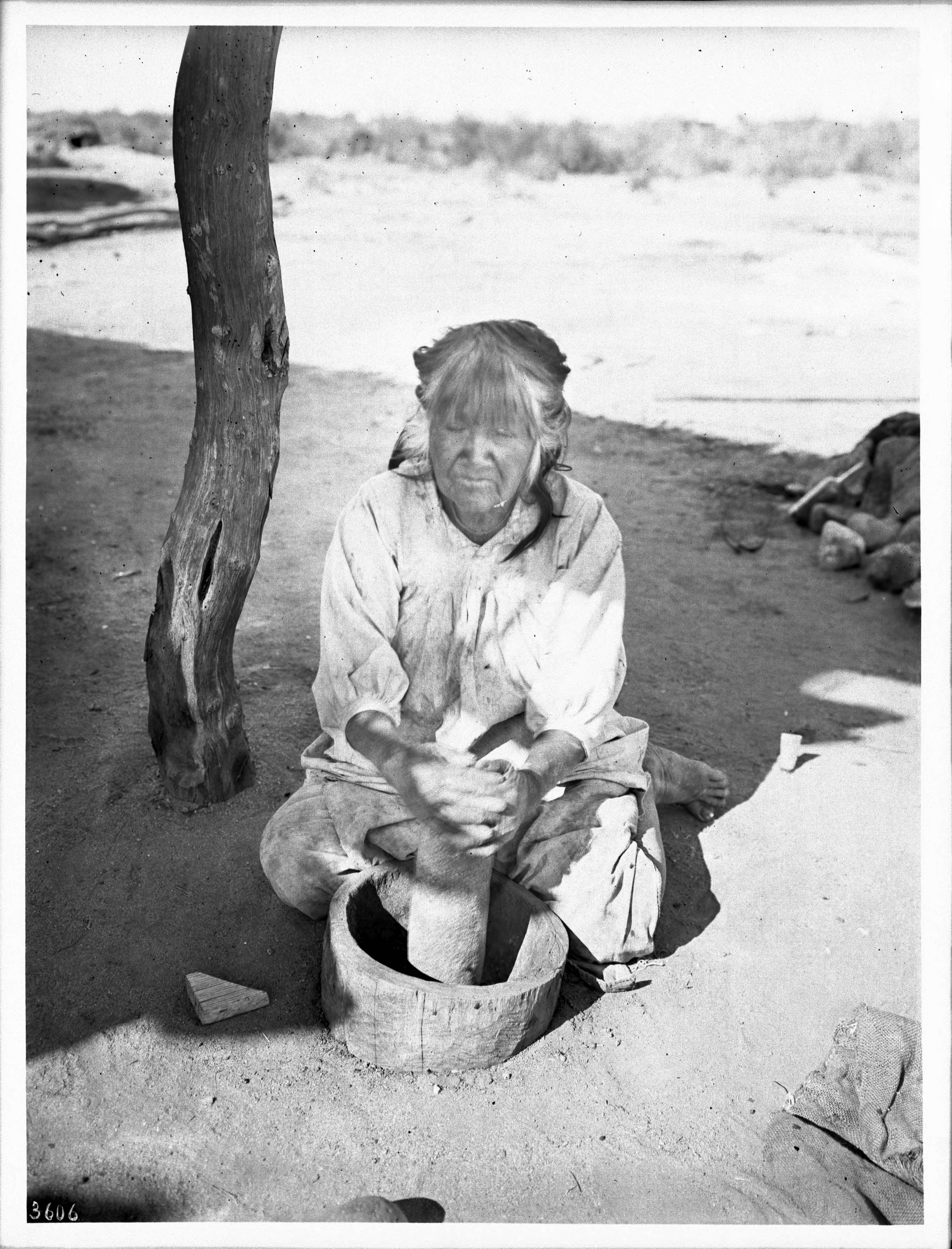 Image of velvet mesquite