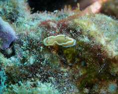 Image of Red-margined orange slug