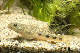 Rhinogobius giurinus (Rutter 1897) resmi