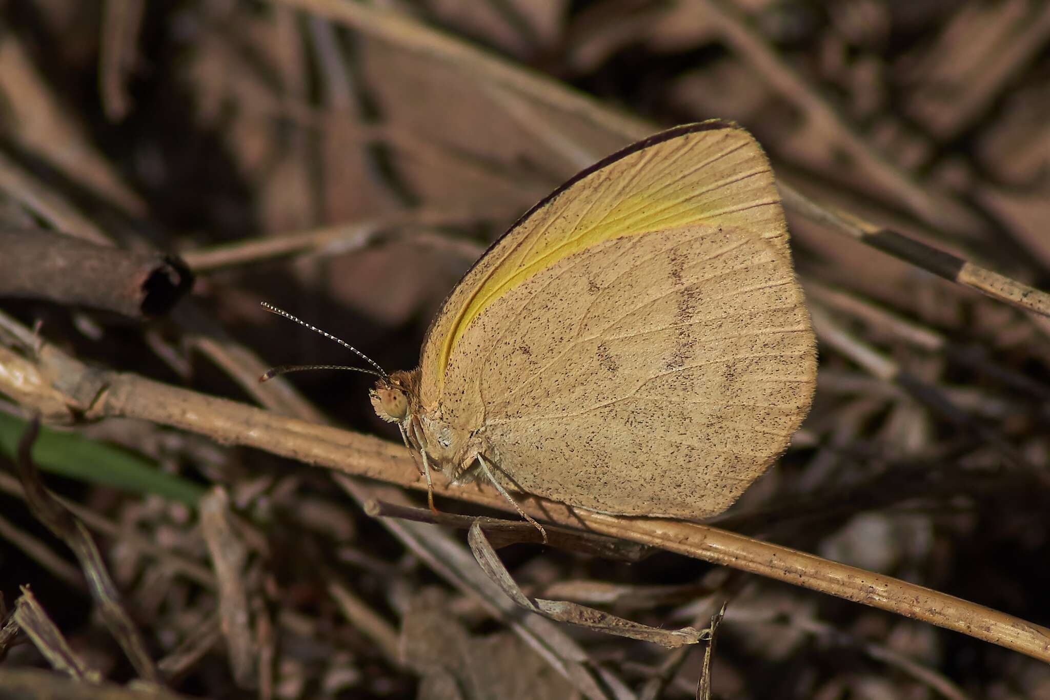 Слика од Eurema herla (Macleay 1826)