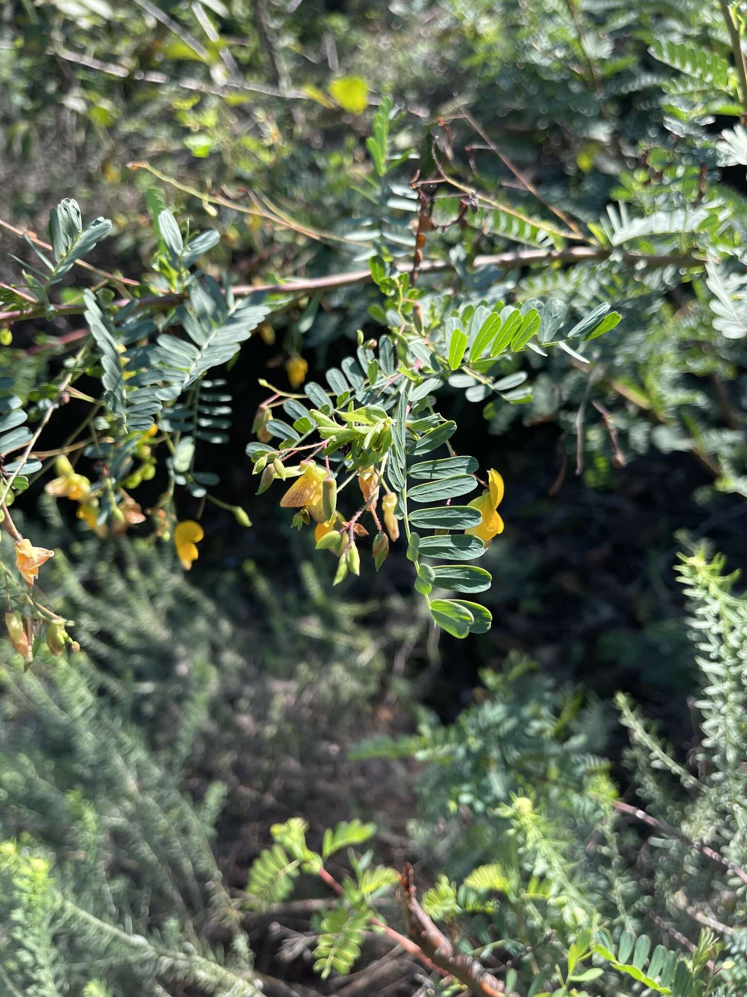 Image of Aeschynomene nodulosa (Baker) Baker fil.