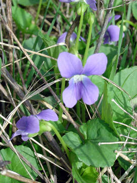 Image of common blue violet