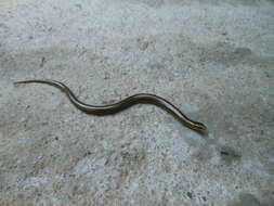 Image of South American worm lizards