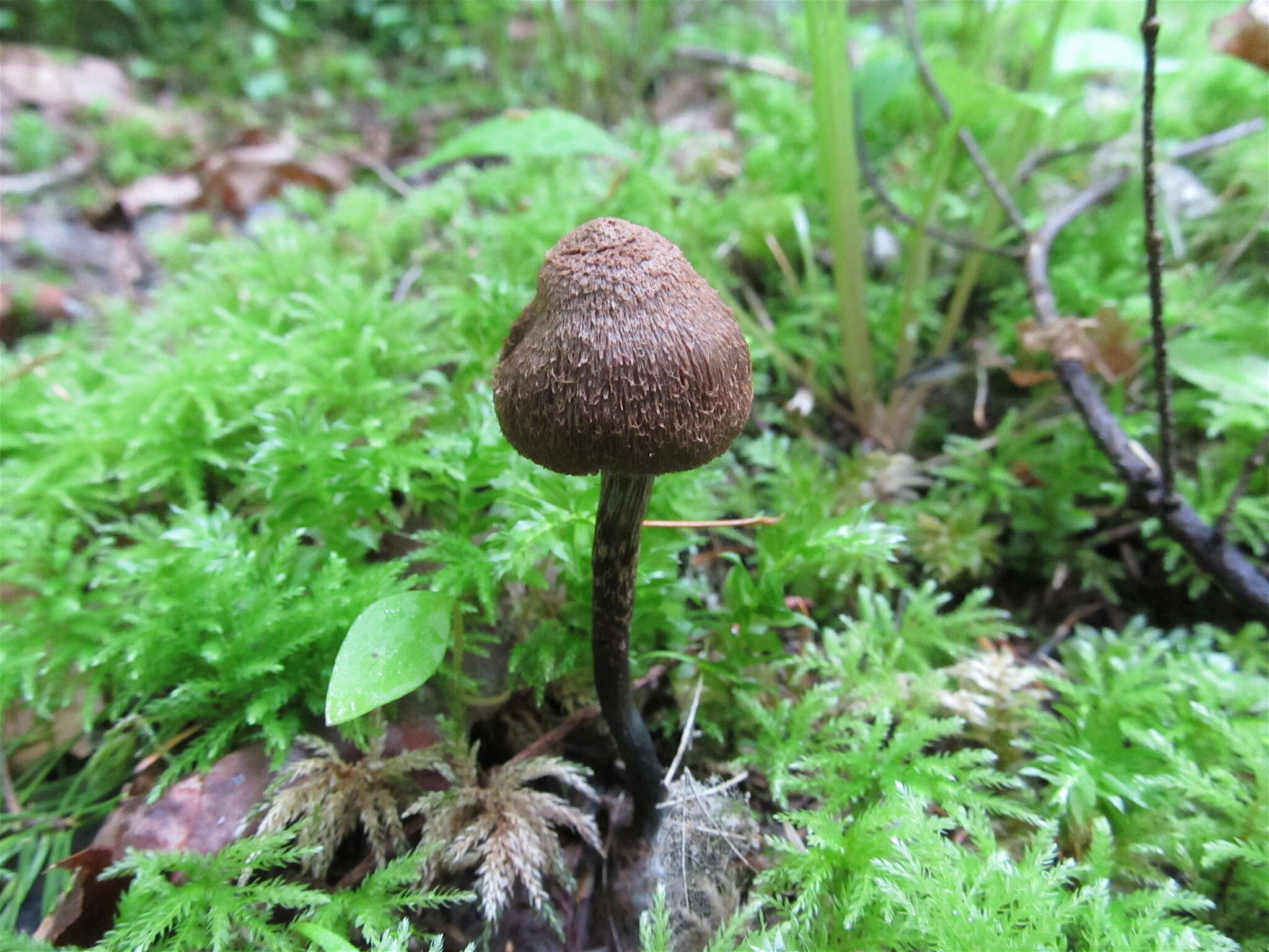 Image of Inosperma calamistratum