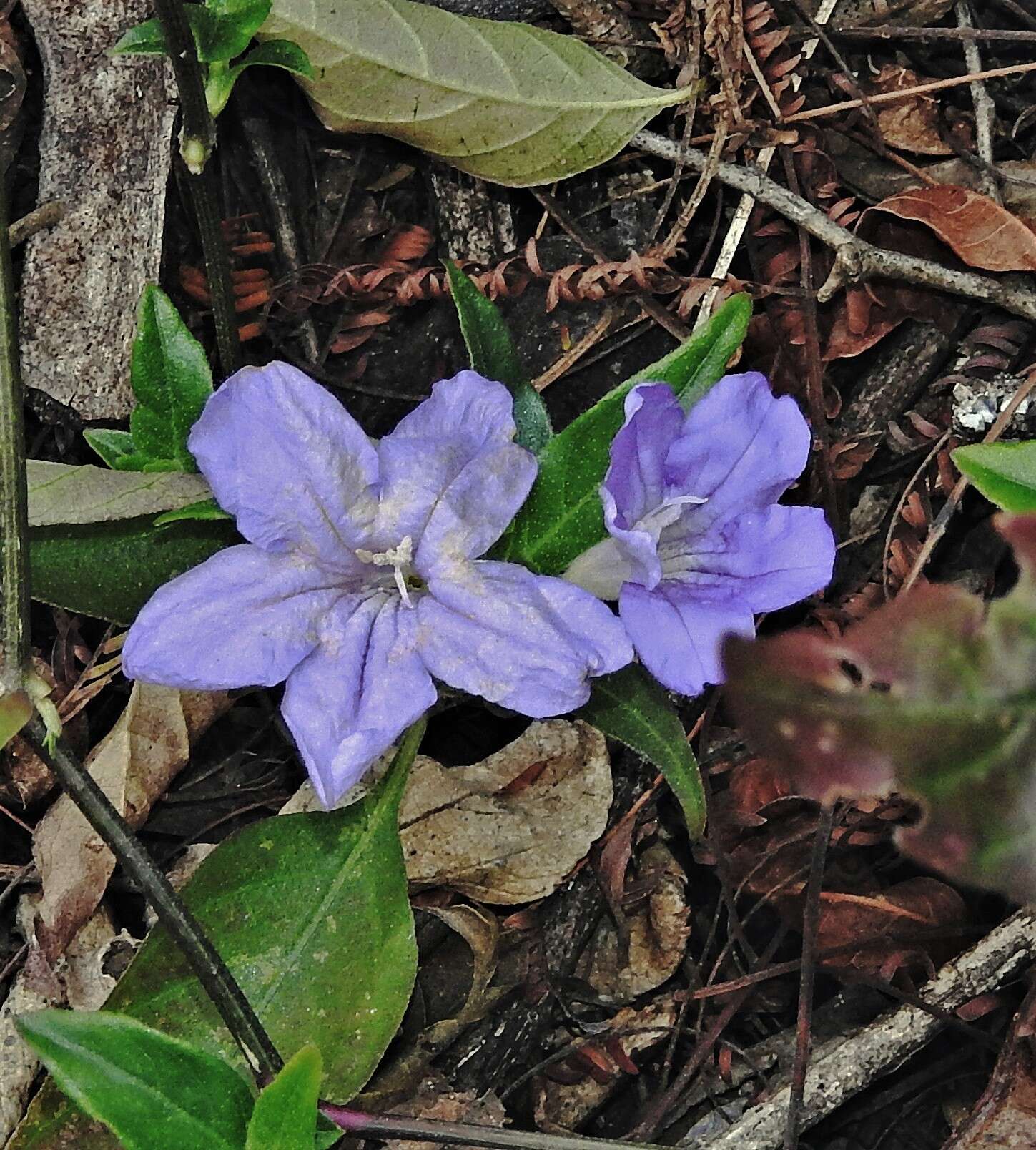 Plancia ëd Ruellia erythropus (Nees) Lindau