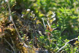 Image of Euphrasia wettsteinii G. L. Gusarova