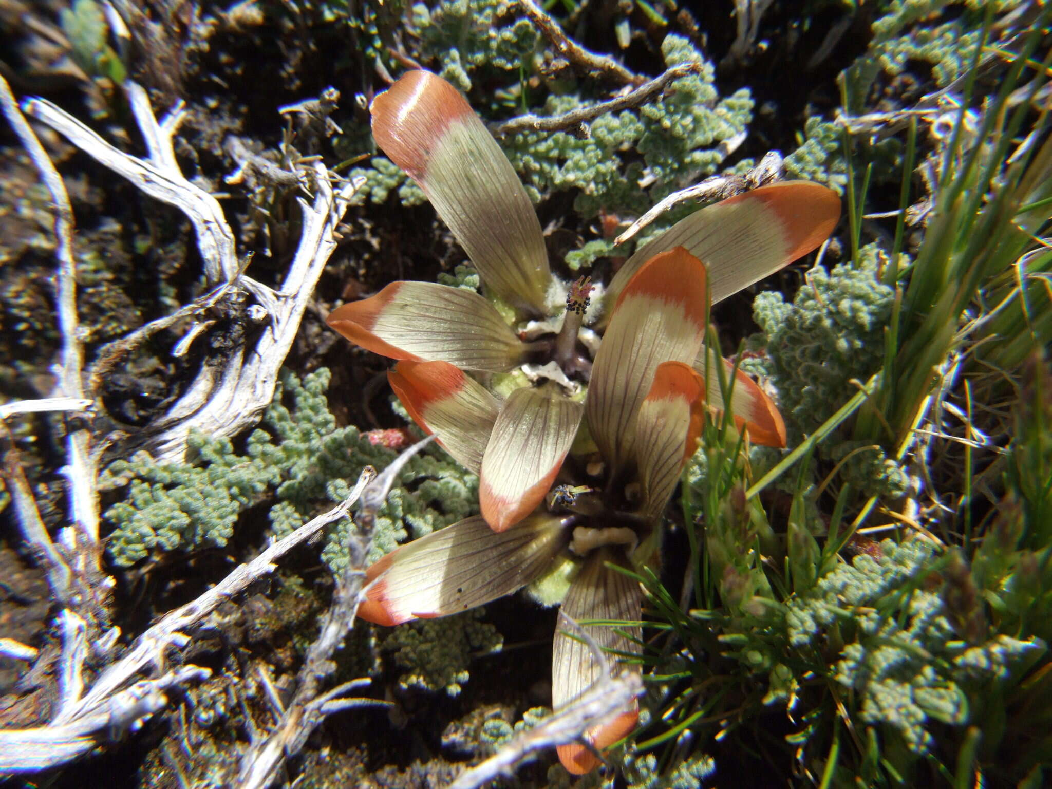 Image of Nototriche pediculariifolia (Meyen) A. W. Hill