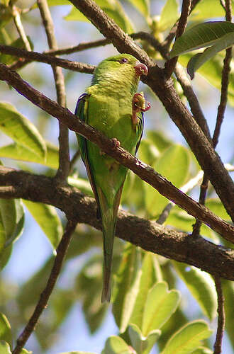 Image of Yellow-chevroned Parakeet