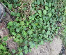 Image of Bernardia corensis (Jacq.) Müll. Arg.