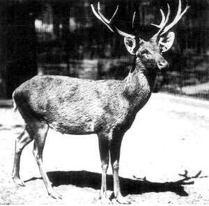 Image of Schomburgk's Deer