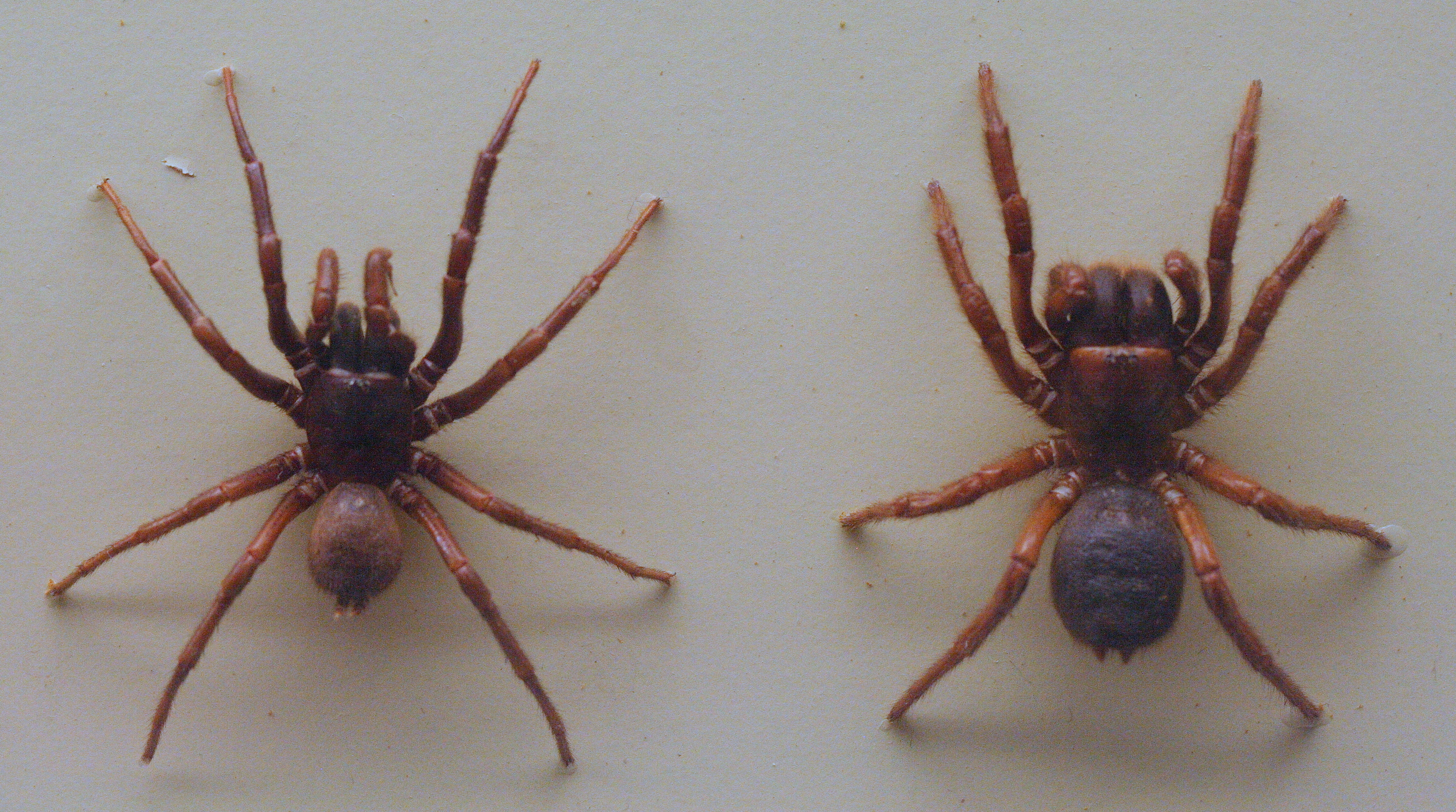 funnel web spiders ground florida