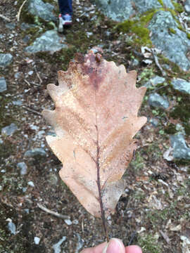 Image of Chestnut Oak