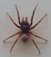 Image of Southern Tree Funnel-web Spider