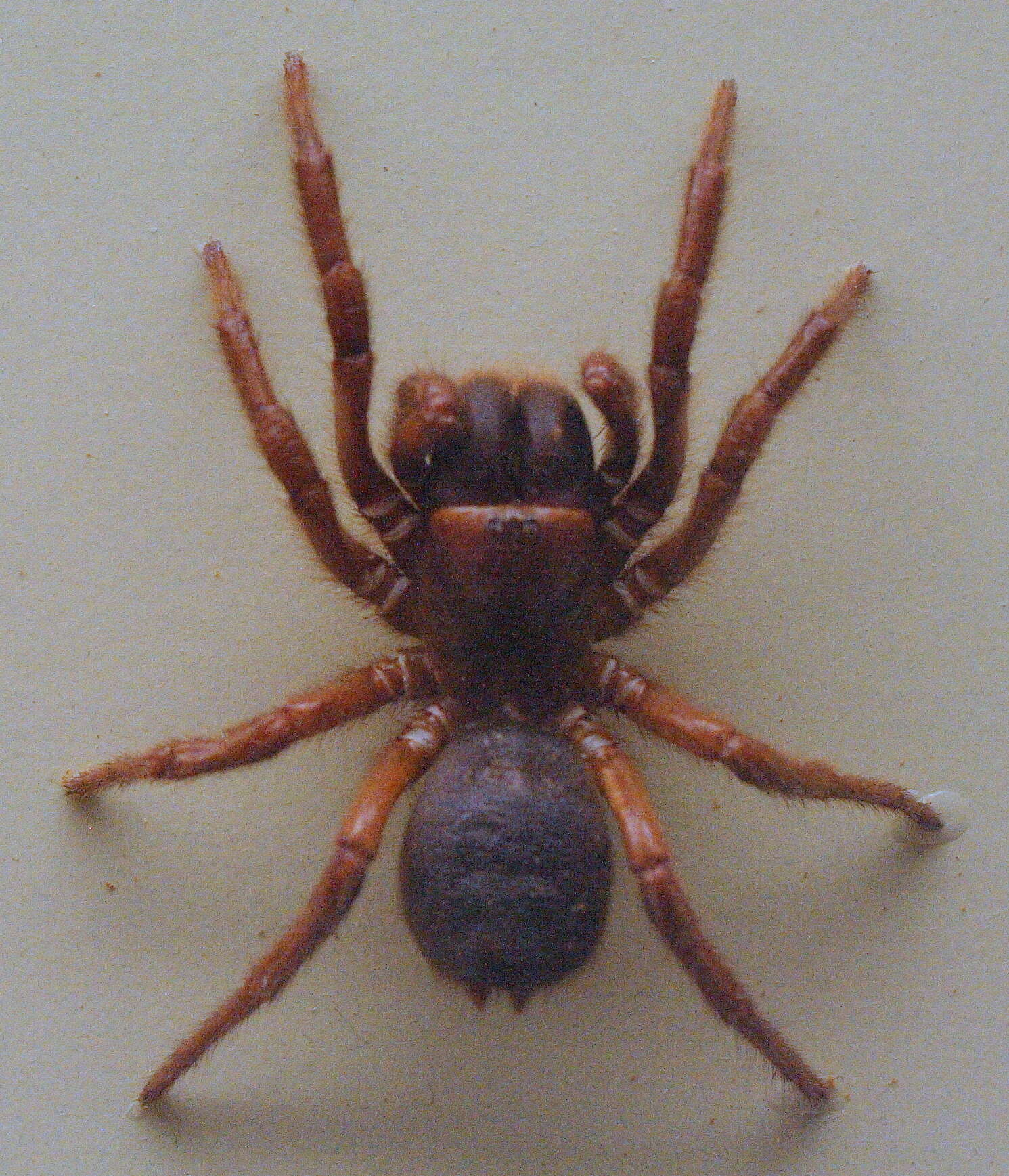 Image of Southern Tree Funnel-web Spider