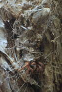 Image of Southern Tree Funnel-web Spider