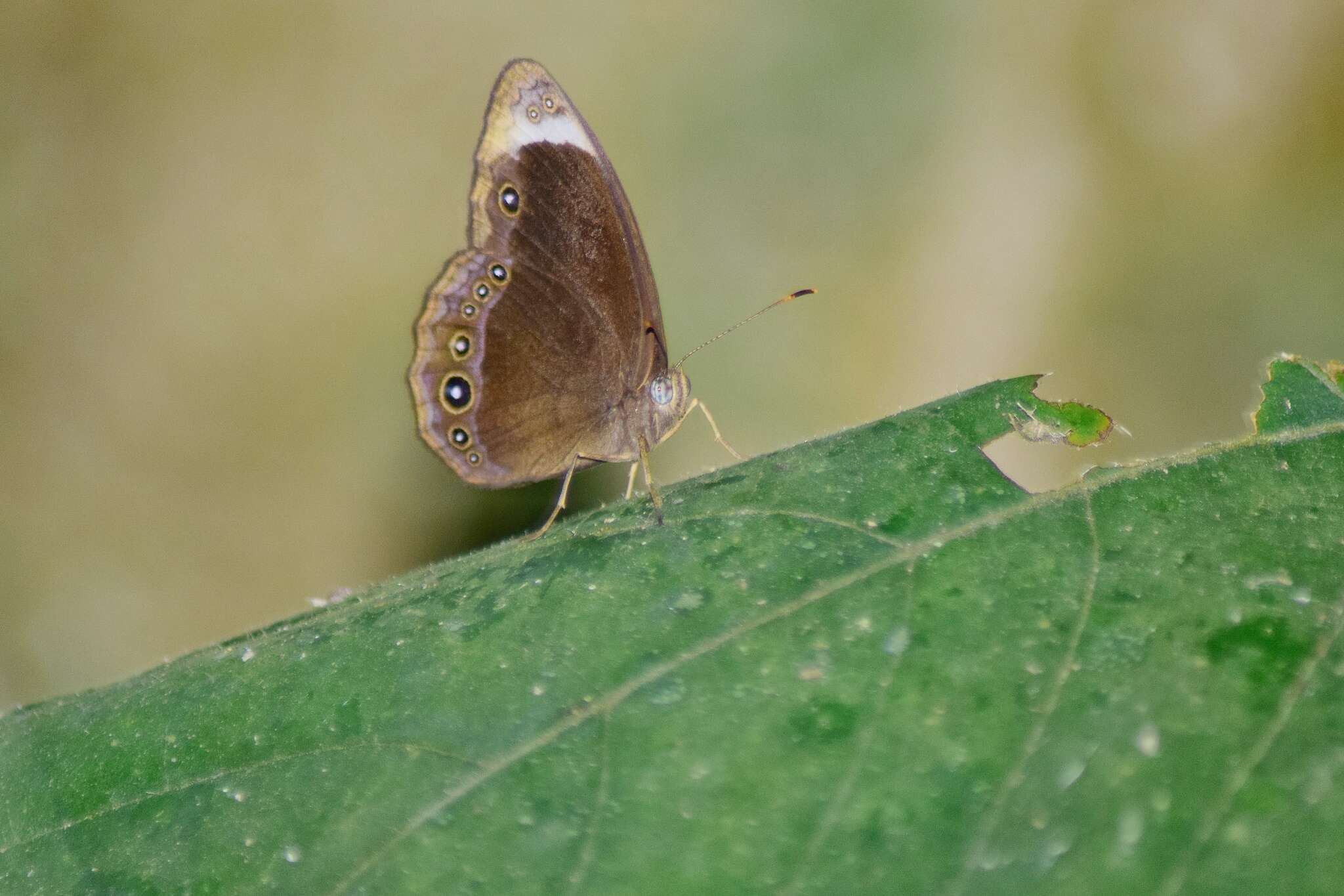 Image of Mycalesis anaxias Hewitson 1862