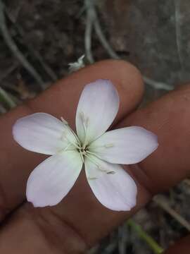 Image of Wild pink