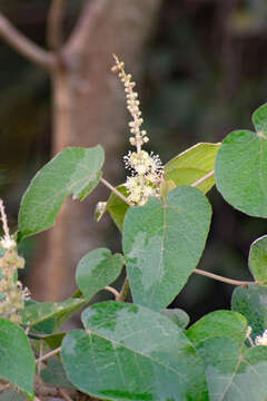 Image of Croton urucurana Baill.