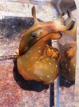 Image of Dwarf sea hare