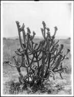 Image of coastal cholla