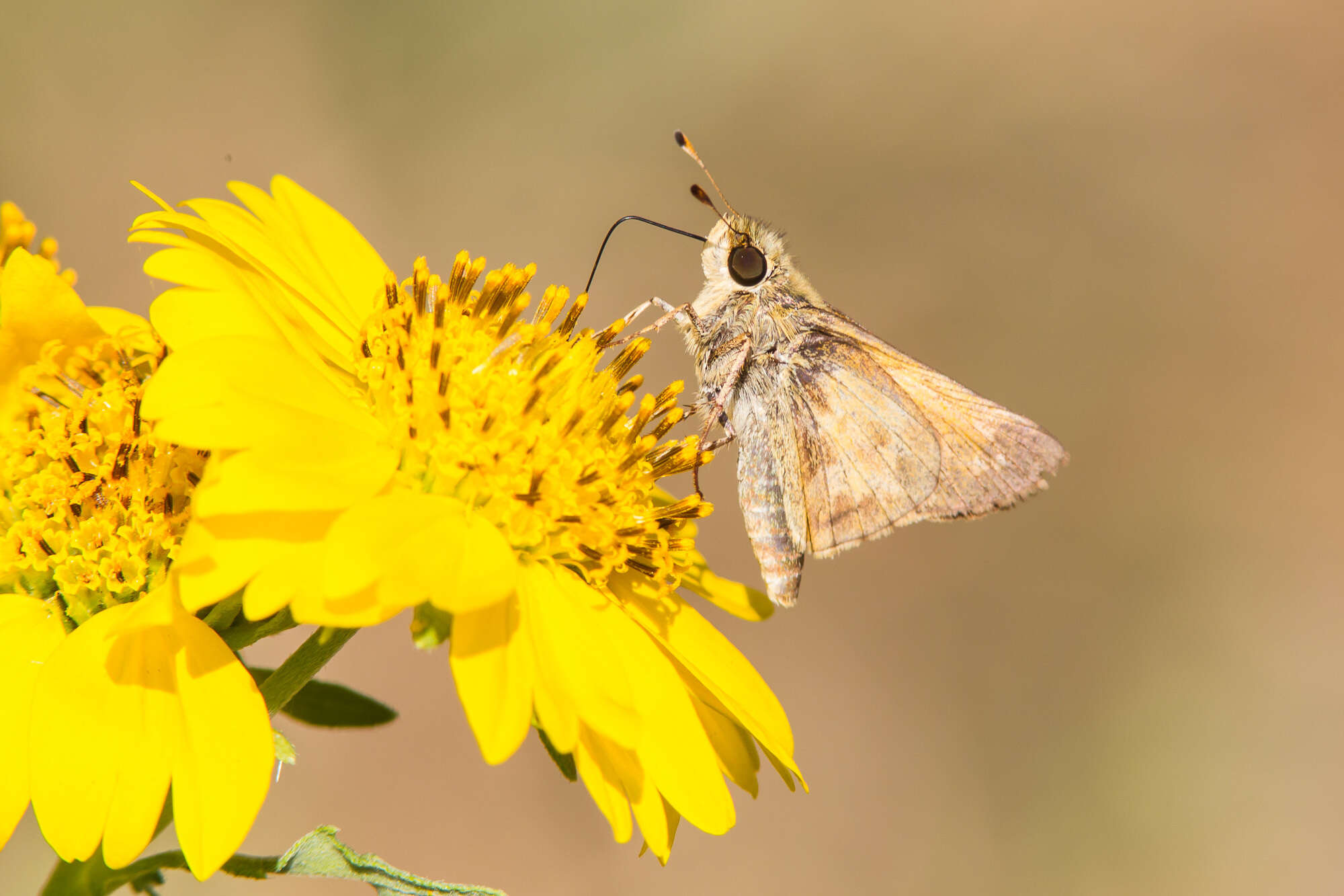 Atalopedes campestris Boisduval 1852 resmi