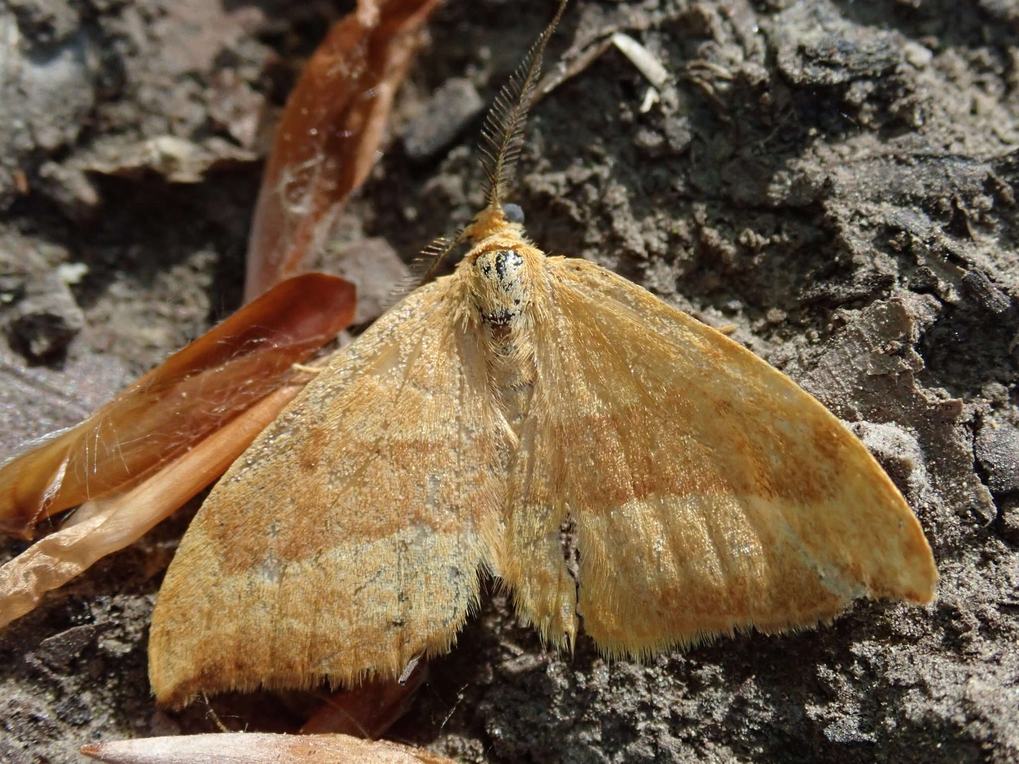 Image of barred hook-tip