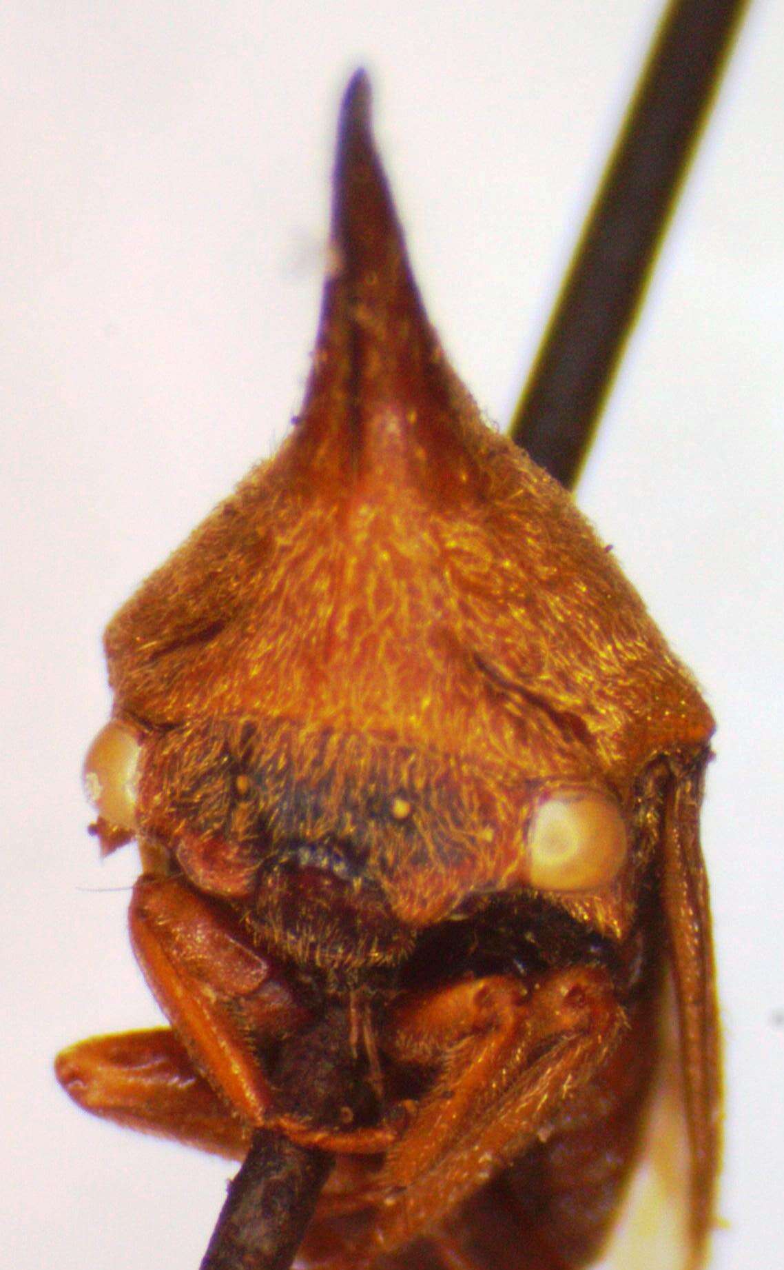 Image of Guayaquila emarginata Dietrich